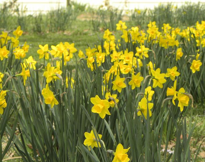 [daffodils3-10-5.jpg]