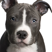  a proposed pit bull insurance law would require . baby pitbull