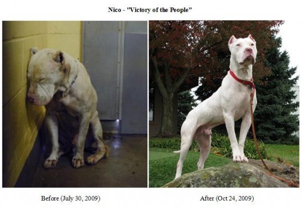 Dogo Argentino Rescue. deaf white Dogo Argentino