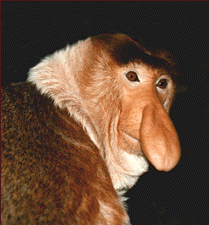 cartoon monkey nose