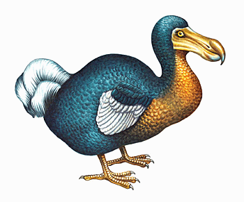 Retarded Dodo Bird