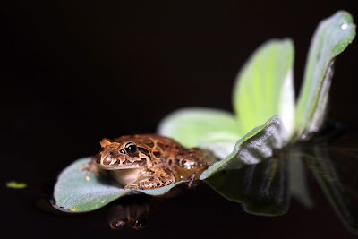Anfíbios - Rã-de-focinho-pontiagudo (Discoglossus galganoi) Anfíbios - Rã-de-focinho-pontiagudo (Discoglossus galganoi)