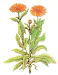 Caléndula (Calendula officinalis L.)