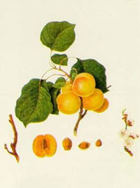 Damasco (Prunus armeniaca)