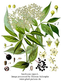 Flores de sauco (Sambucus nigra)