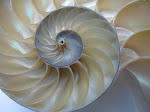 Nautilus' shell