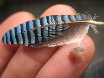 Eurasian Jay feather