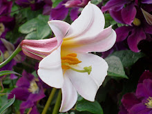 LILIUM REGALE