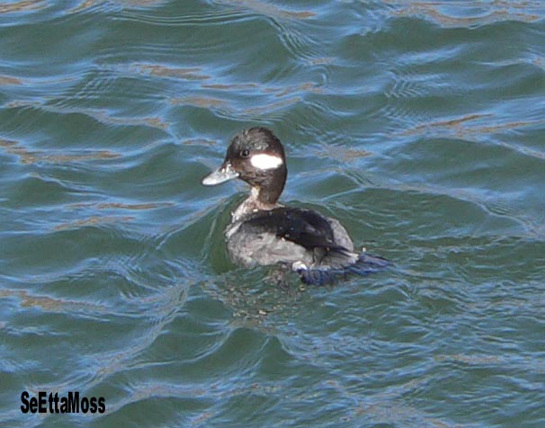 [Bufflehead-f-a1-PuebloRes.jpg]