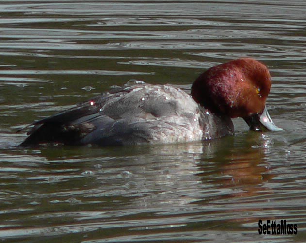 [Redhead-m-a2-CentennialPark-CC.jpg]