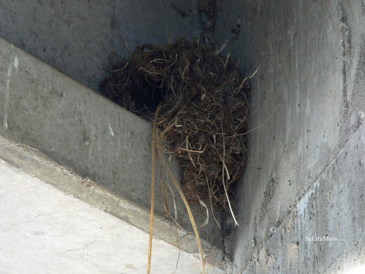 [AmDipperNest-WebEd-ValleBri.jpg]