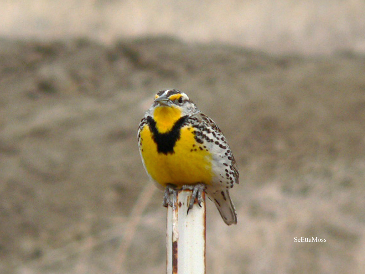 [WMeadowlark-a1-WebEd-Fremon.jpg]