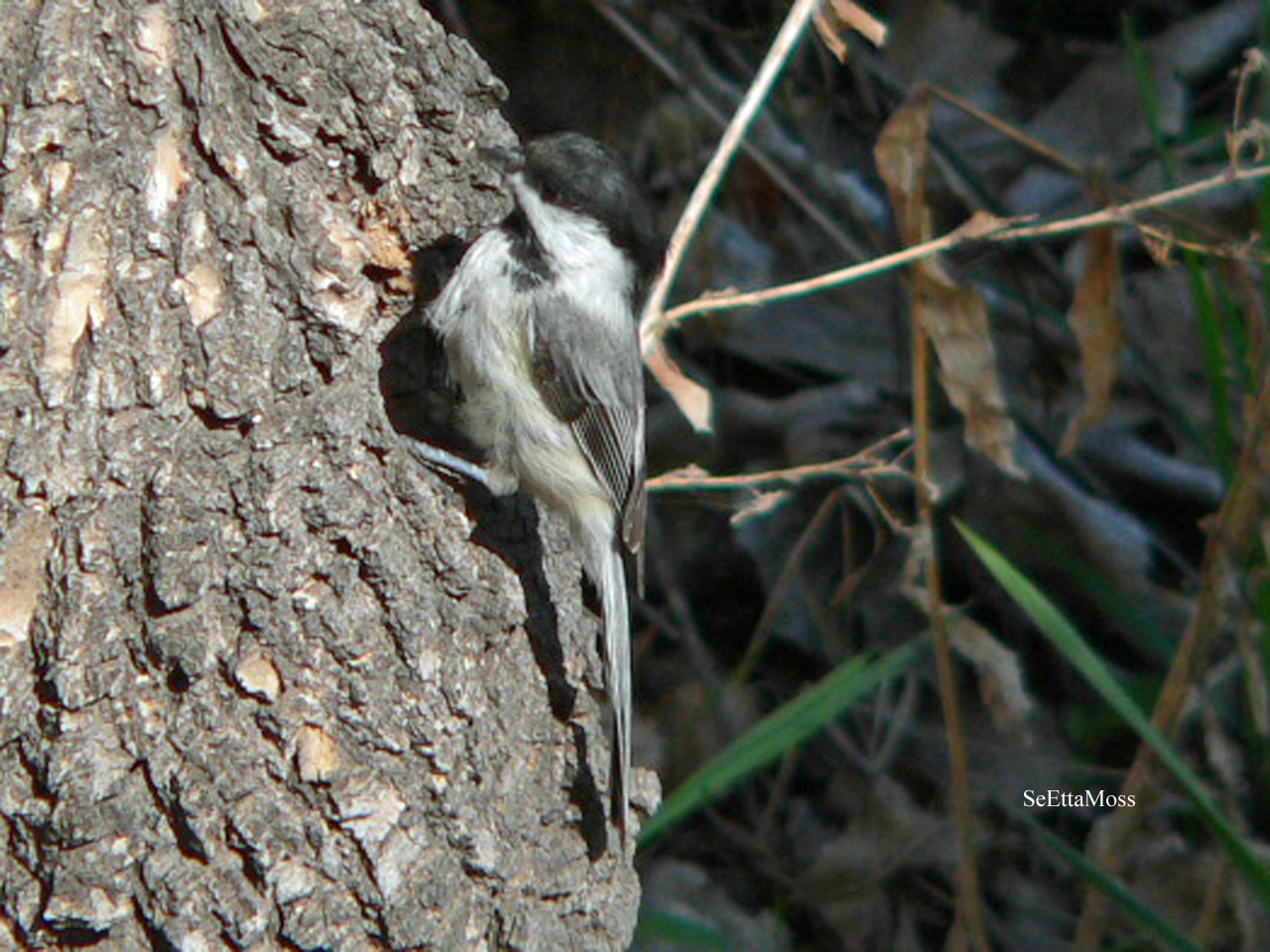 [BCChickadee-ExcavatingNest-.jpg]
