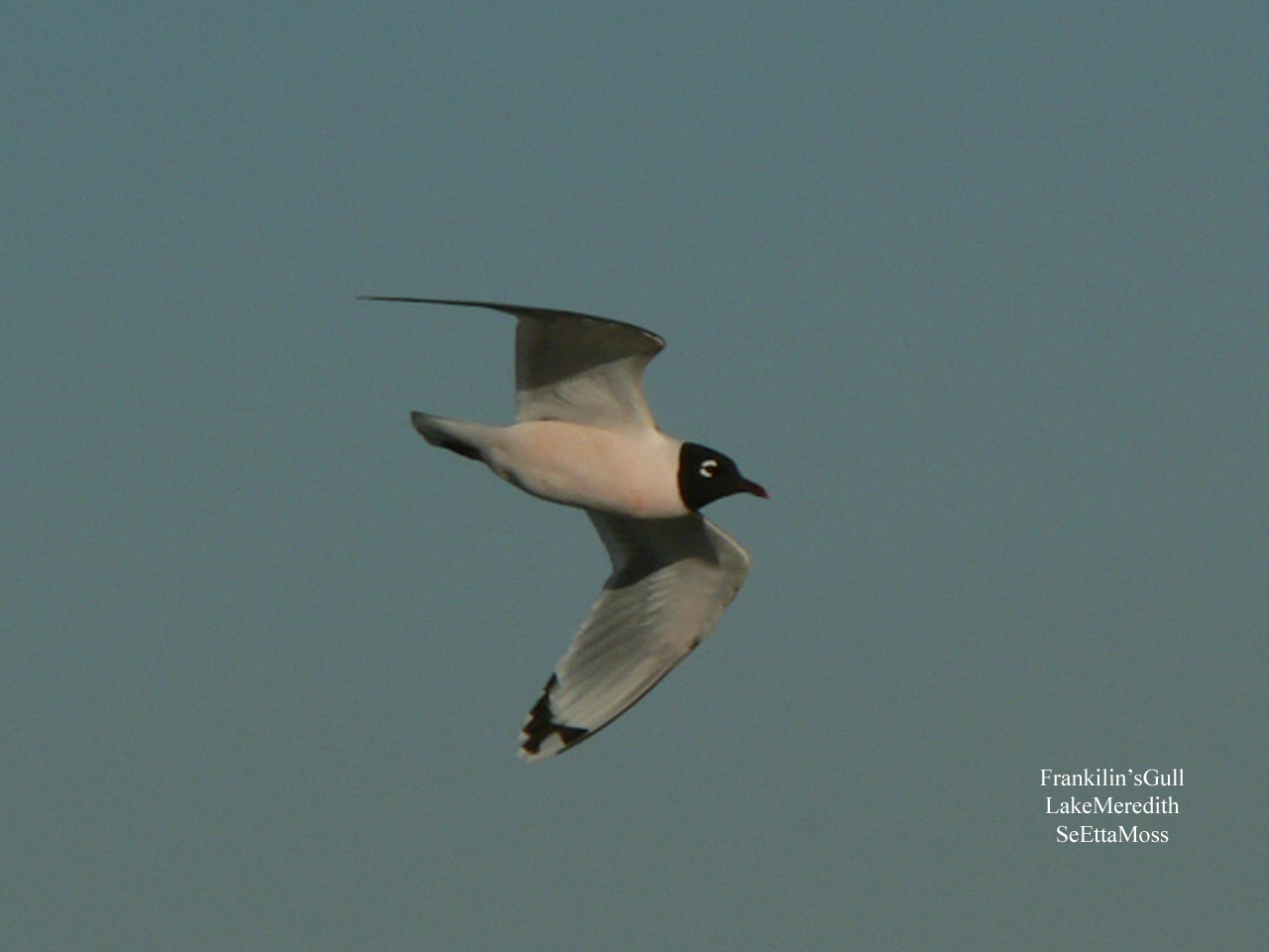 [Franklin'sGull-a3-LakeMered.jpg]