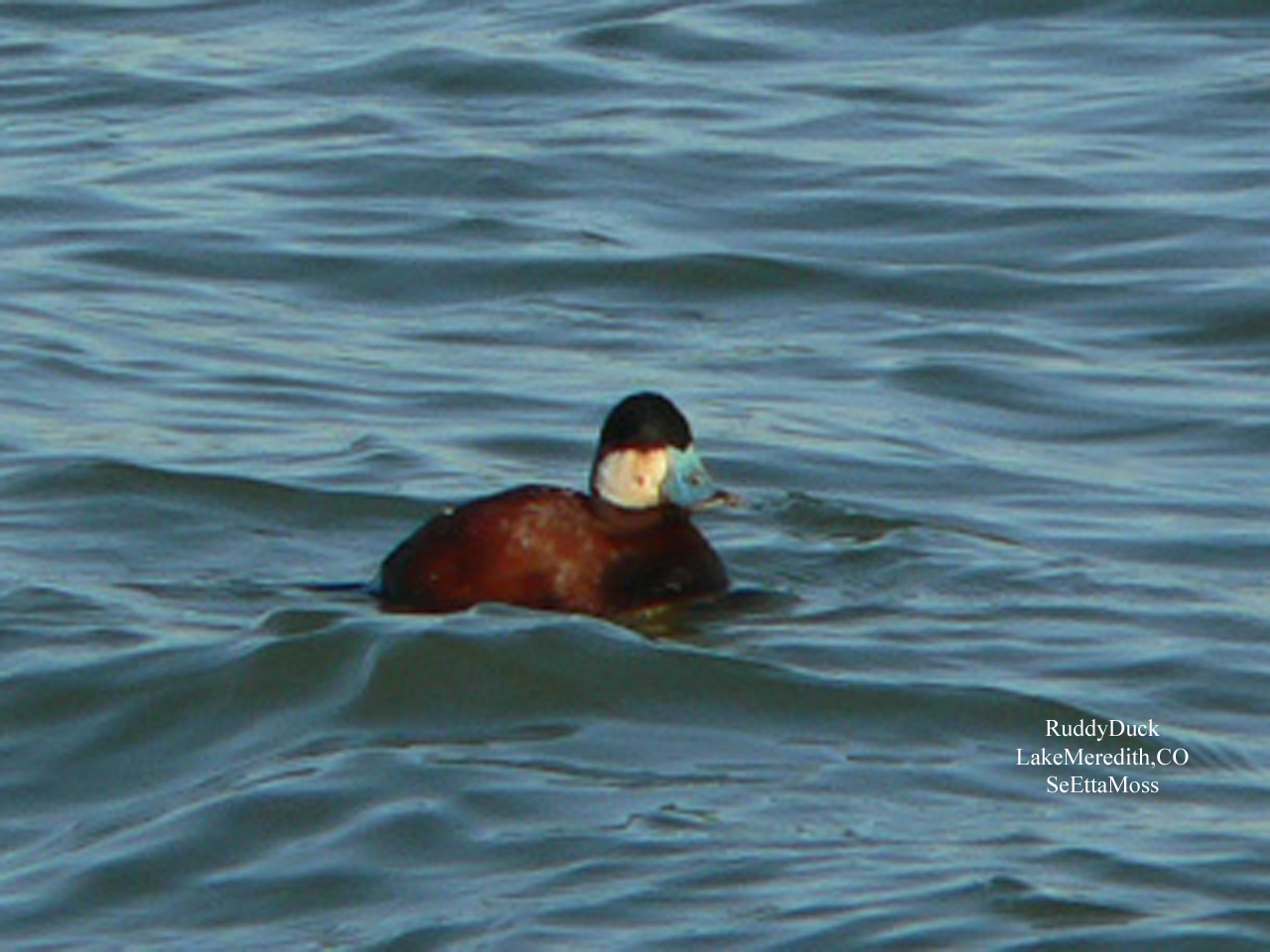 [RuddyDuck-b1-m-LakeMeredith.jpg]