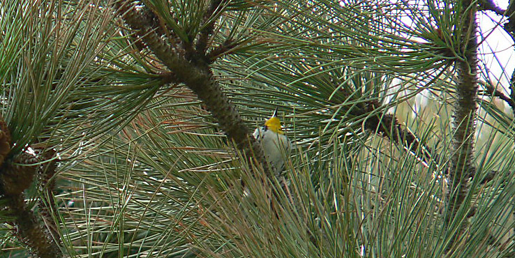 [Yellow-throatedWarbler-m-a3-LamarP1120955_edited.JPG]