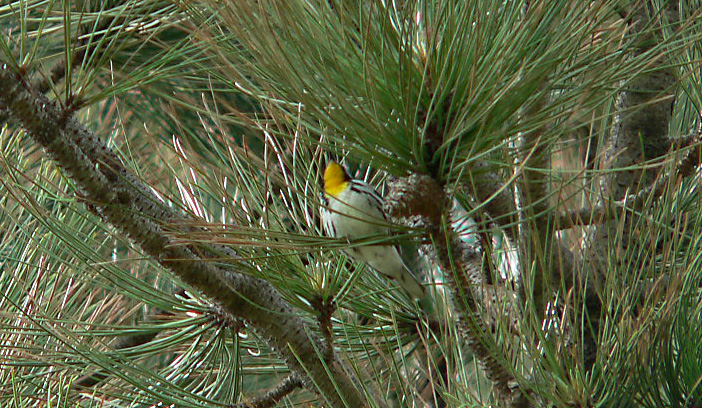 [Yellow-throatedWarbler-m-a1-LamarP1120949_edited.JPG]