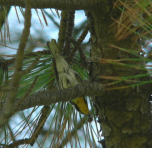 [Yellow-throatedWarbler-a2-Lamar.JPG]