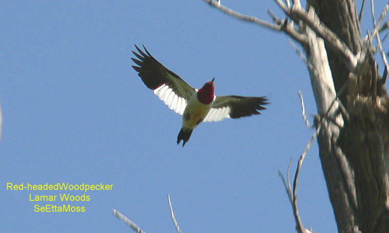 [Red-headedWoodpecker-a3-LamarWoods.JPG]