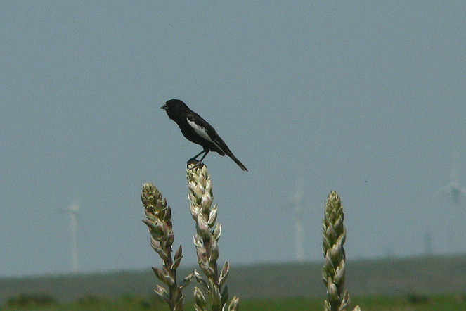 [LarkBunting-m-a2-BacaCo,CO.JPG]