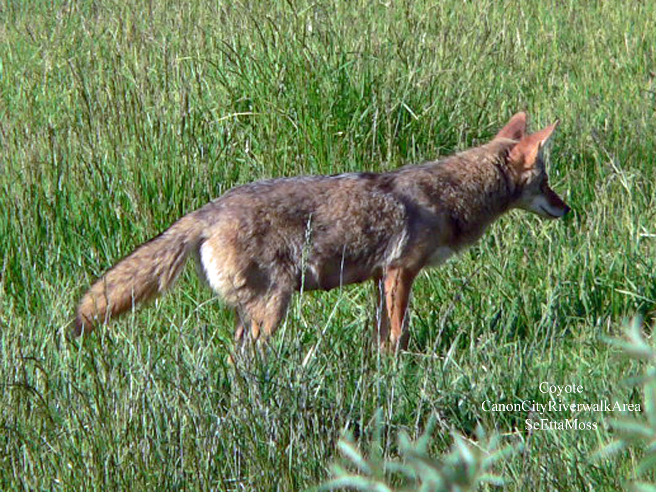 [Coyote-a1-CCRiverwalkP11305.jpg]