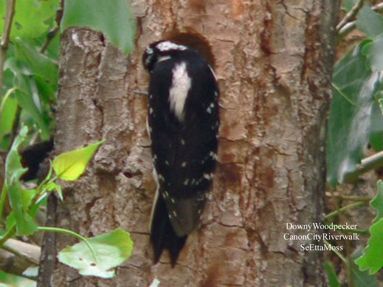 [DownyWoodpecker-f-a2-CCRive.jpg]