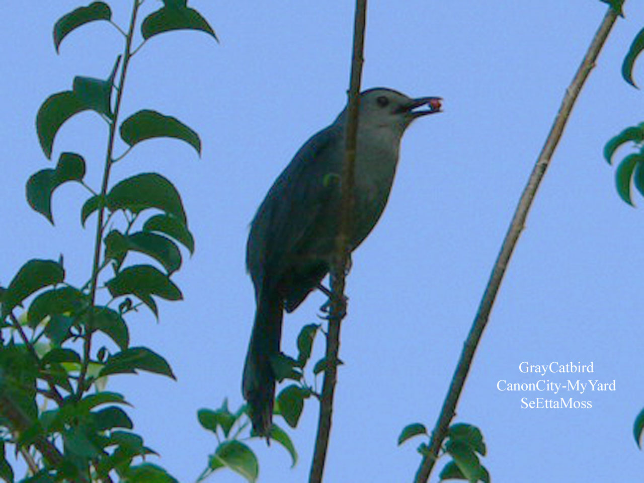 [GrayCatbird-a1-MyYard-Canon.jpg]