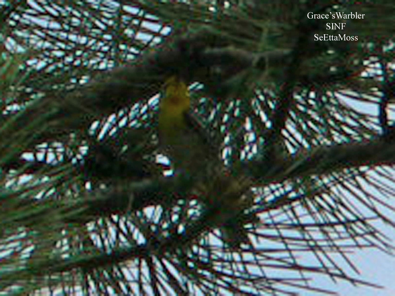 [Grace'sWarbler-a1-m-SINF,COP11.jpg]