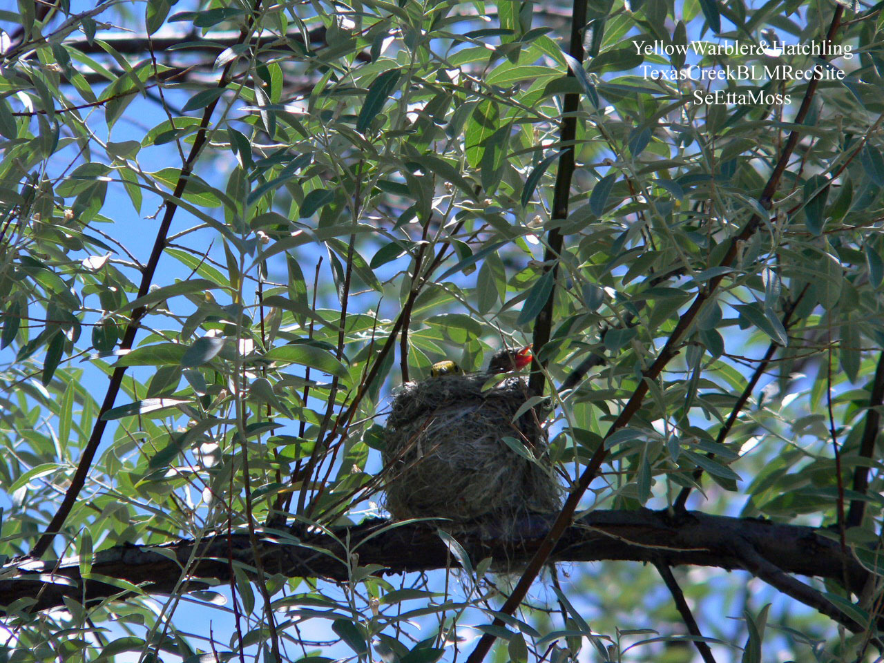 [YellowWarbler&Hatchling-a2-TexasCreekBLM,CO.jpg]