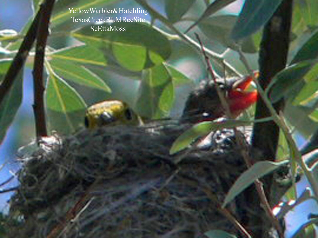 [YellowWarler&Hatchling-a1-TexasCreekBLM,CO.jpg]