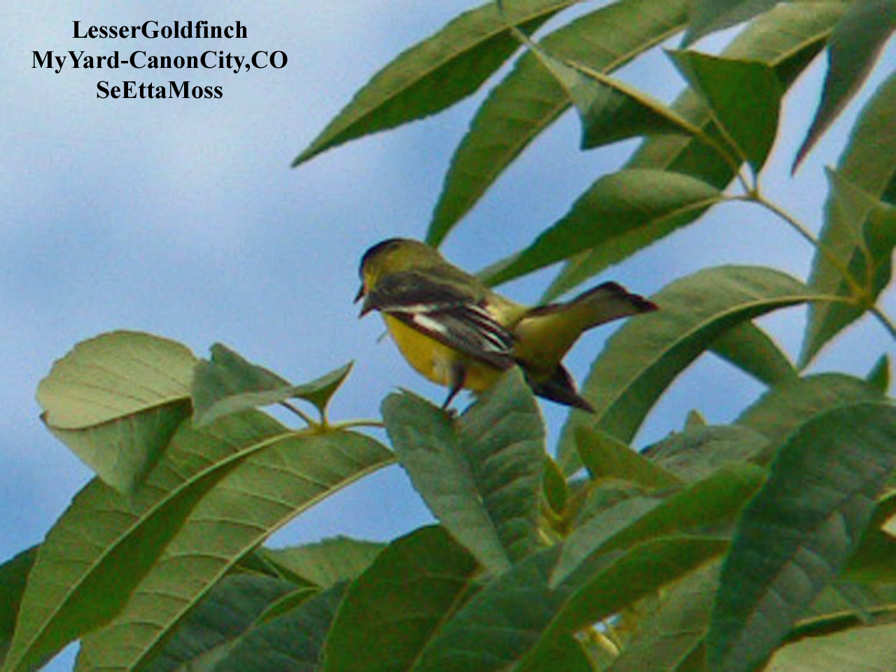 [LesserGoldfinch-m-a2-MyYard.jpg]