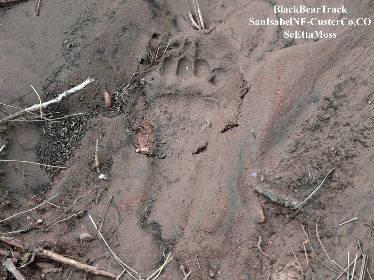 [BlackBearTrack-a2-MasonGulc.jpg]