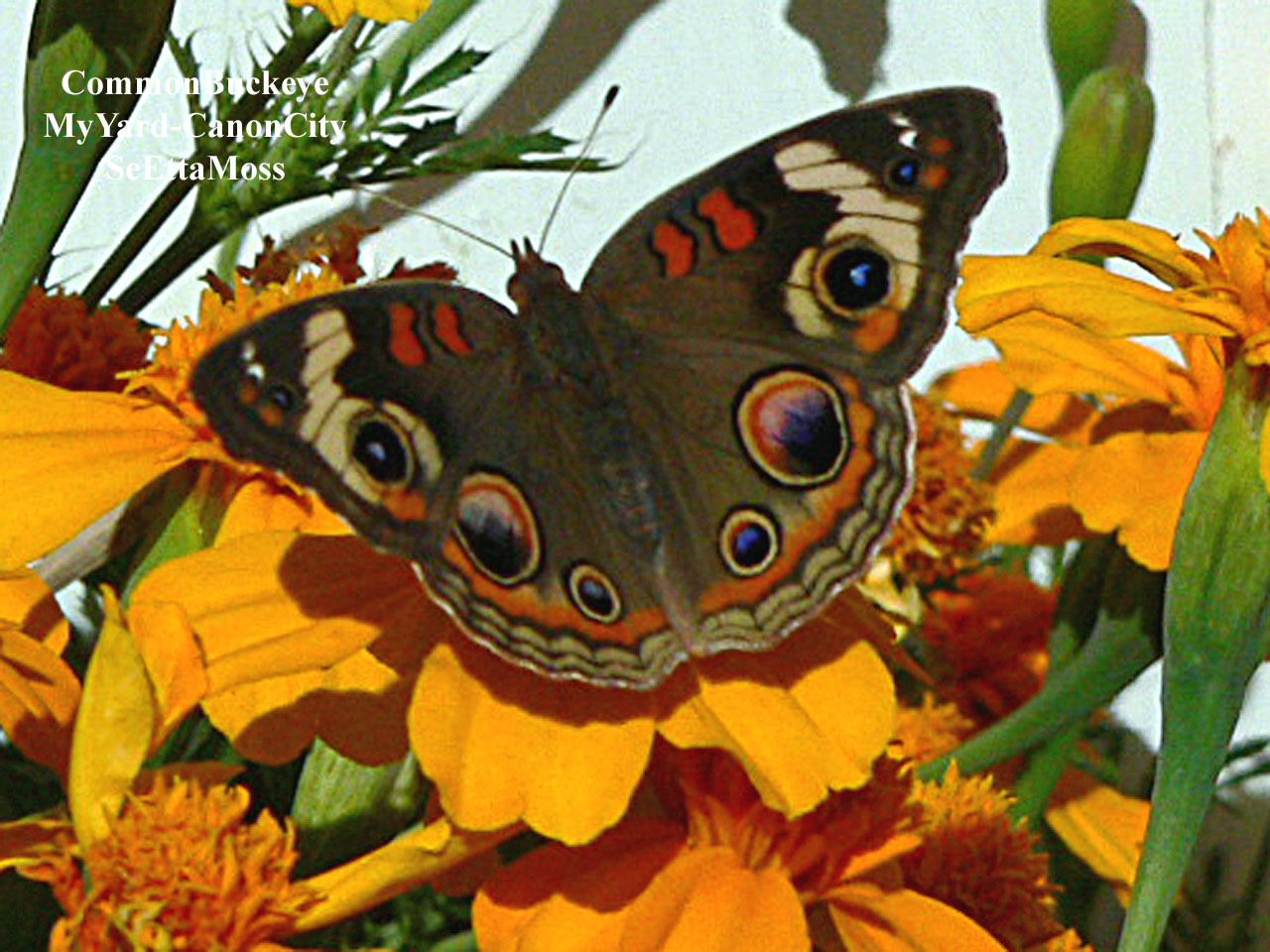 [CommonBuckeye-a2-Home,COP11.jpg]