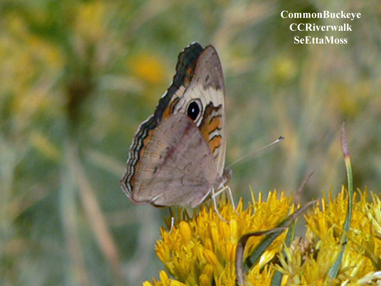 [CommonBuckeye-a3-CCRiverwal.jpg]