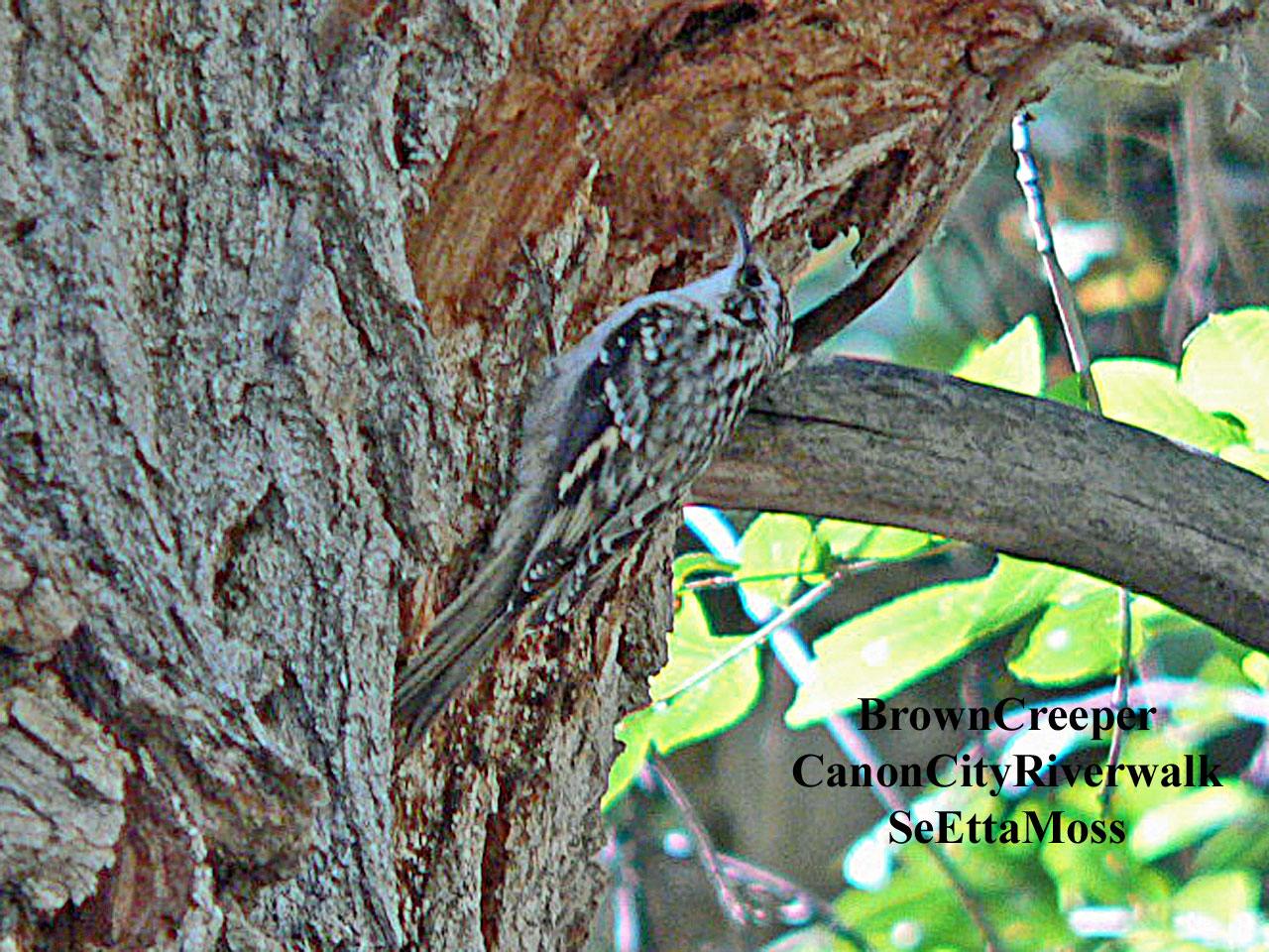 [BrownCreeper-a1-CCRiverwalk.jpg]