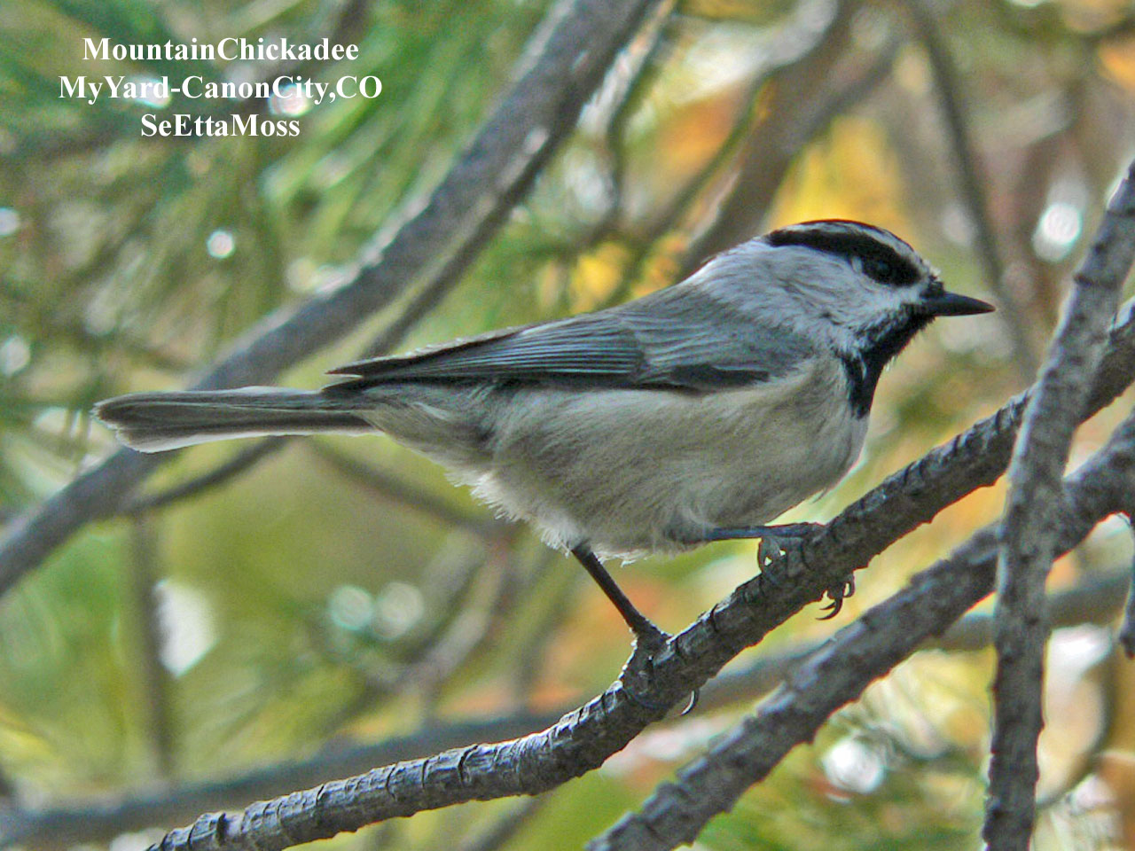 [MtnChickadee-a2-Home-CC,COP.jpg]