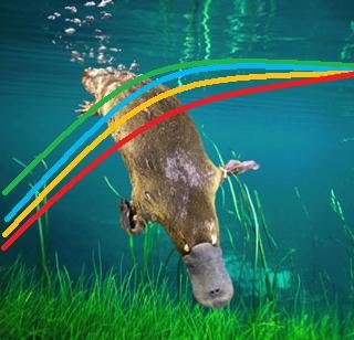 [platypus.jpg]