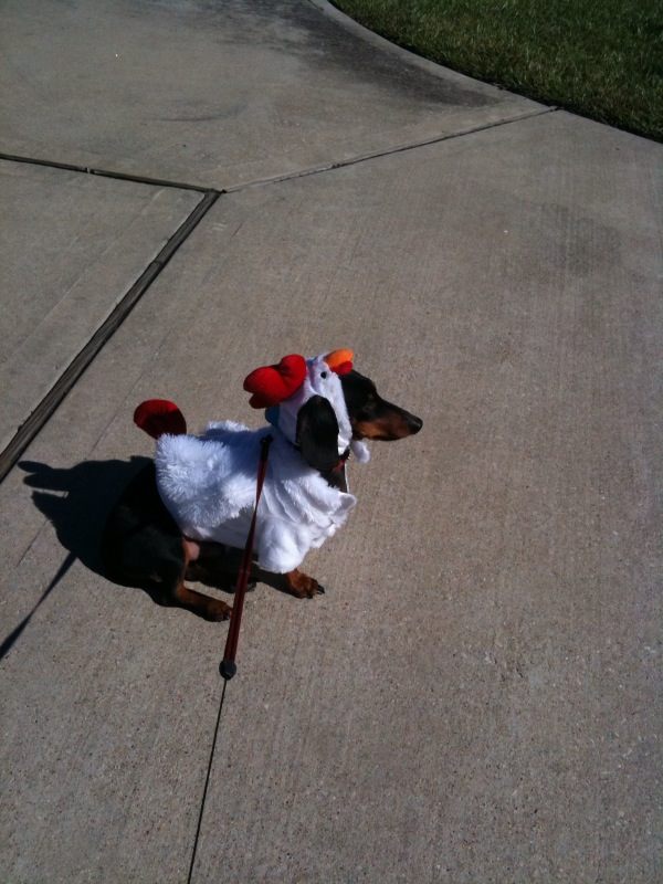 [buddychicken.jpg]