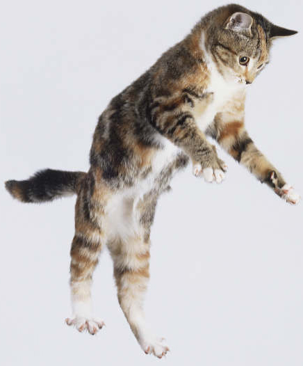 Cat Jumping Down
