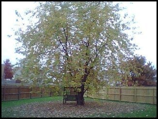 [Tree.bmp]