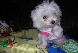 My new baby Kisska now we have2 Chihuahuas