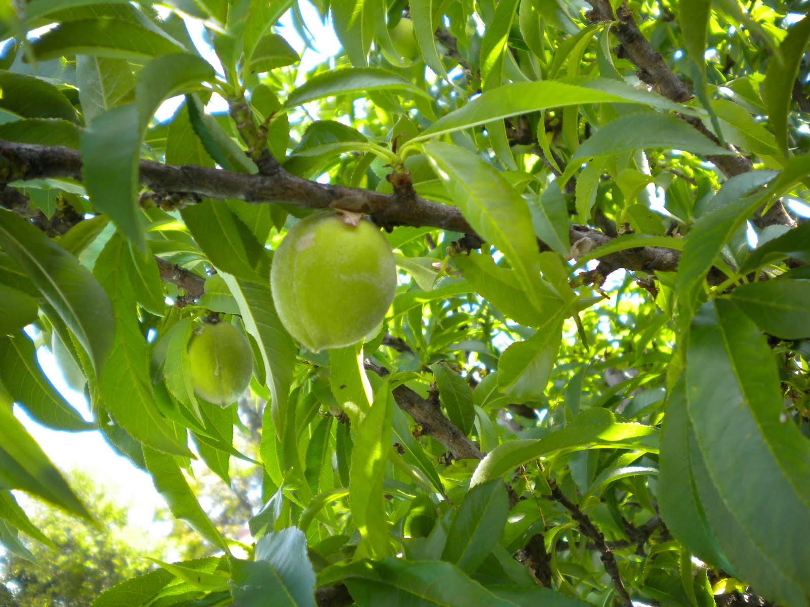 Tending The Veggies . . . Taking Care of Fruit Trees