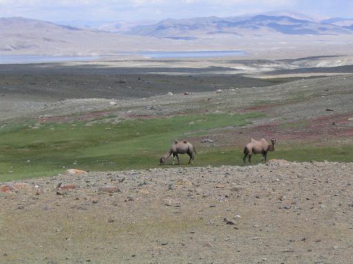 [camels1.JPG]