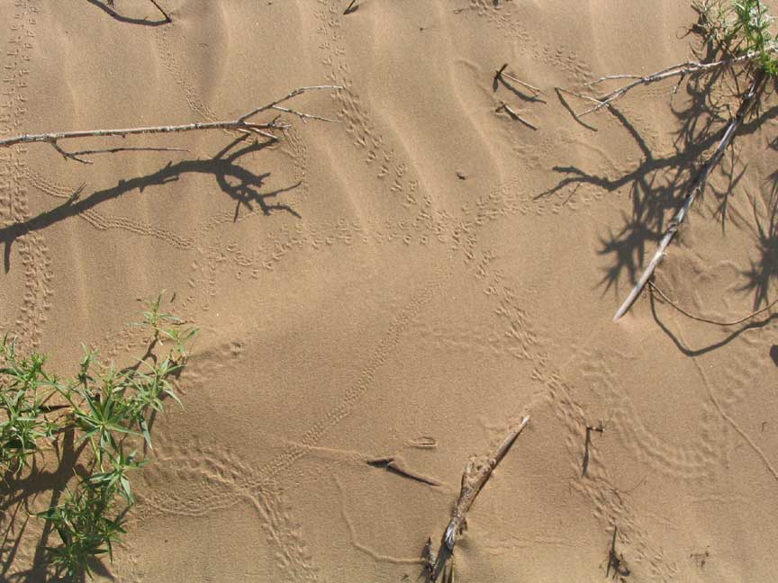 [sandtracks.jpg]