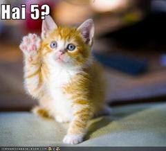 [funny-pictures-kitten-asks-for-a-hi.jpg]