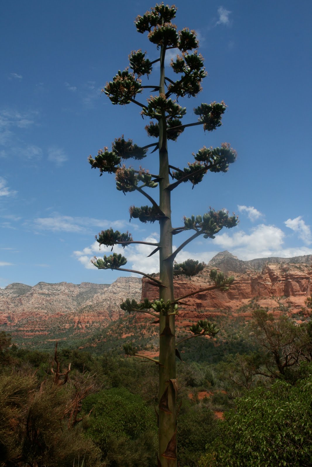 Flowers By Semia: Southwest Flowers