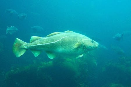 Ikan Cod dan Catfish