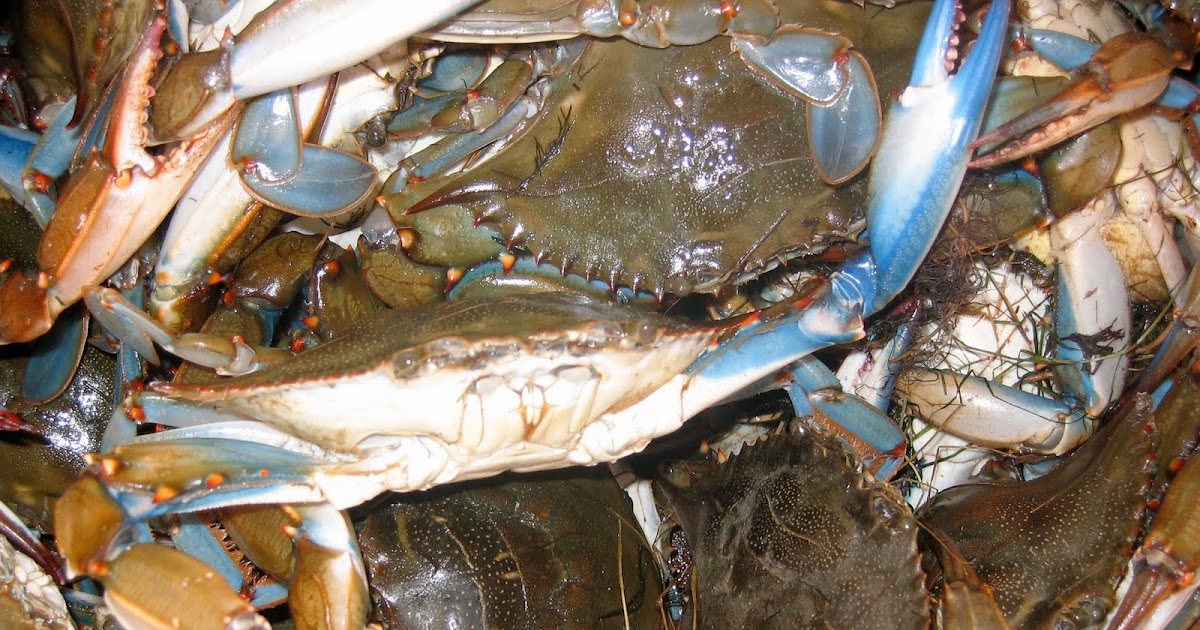 Carolina Foodie CRABS HAVE AWAKENED!