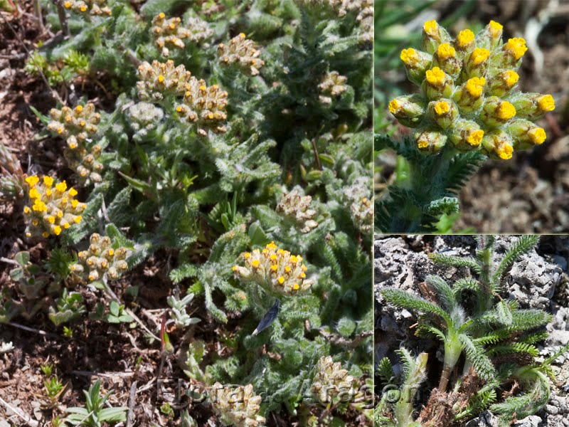 achillea tomentosa