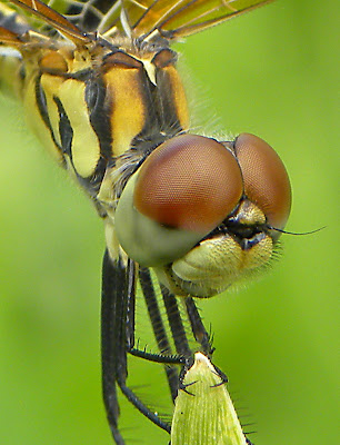Types+of+dragonflies+pictures